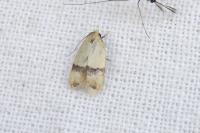 Odites kollarella