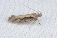 Ornativalva plutelliformis