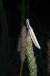Pleurota aristella