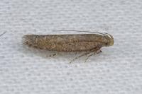 Scrobipalpa monochromella