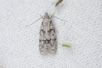 Symmoca signatella