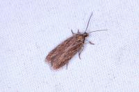 Depressaria