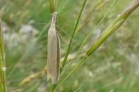 Pleurota pungitiella