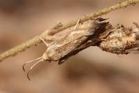 Brachodes