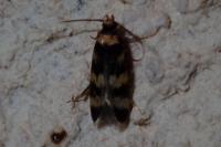 Oegoconia