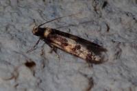 Oegoconia