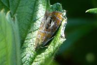 Olethreutes arcuella