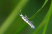 Plutella xylostella