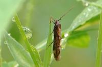 Mompha idaei