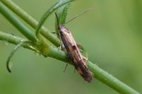 Mompha idaei