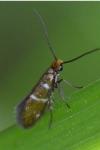 Micropterix aruncella