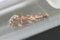 Dryadaula heindeli