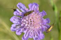 Nemophora metallica