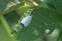 Tortrix viridana