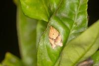 Clepsis consimilana