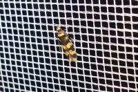 Oegoconia caradjai