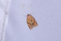 Clepsis consimilana