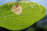 Fomoria septembrella
