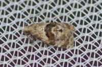 Phalonidia manniana