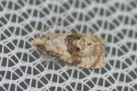 Phalonidia manniana