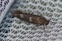 Scythris scopolella