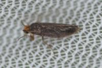 Cephimallota crassiflavella