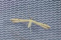 Adaina microdactyla
