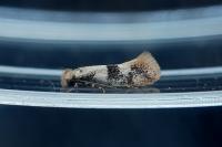 Infurcitinea atrifasciella