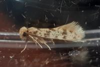 Eumasia parietariella