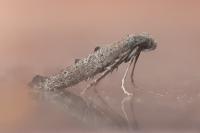 Ochromolopis staintonellus