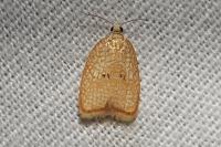 Acleris forsskaleana