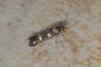 Scythris scopolella