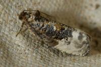 Hedya nubiferana