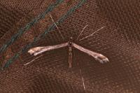 Amblyptilia