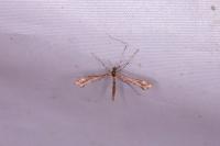 Amblyptilia