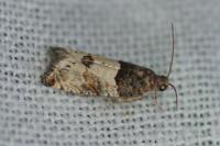 Gypsonoma aceriana