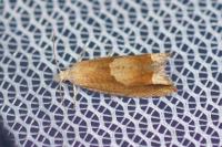 Eucosma conterminana