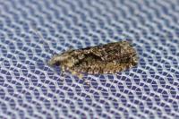Zeiraphera isertana