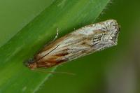 Eucosma gr. cana
