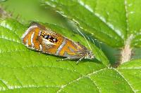Olethreutes arcuella