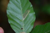 Phyllonorycter maestingella