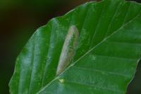 Phyllonorycter maestingella