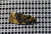 Hedya ochroleucana