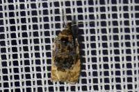 Hedya ochroleucana
