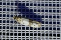 Enolmis acanthella