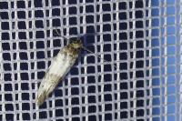 Enolmis acanthella