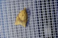 Clepsis consimilana