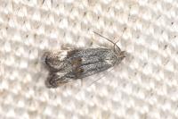 Elachista serricornis