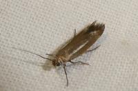 Scythris
