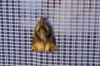 Archips podana